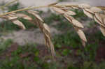 Seaoats